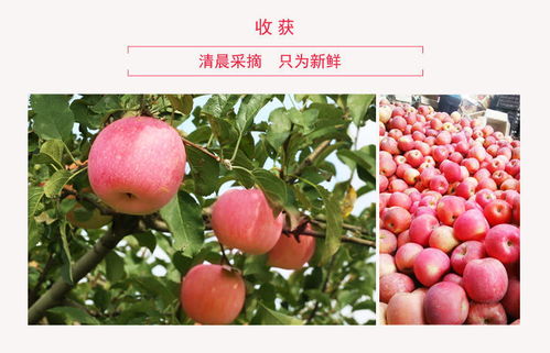 山东烟台栖霞红富士 当季新鲜多汁，糖心甜脆团购批发一箱包邮